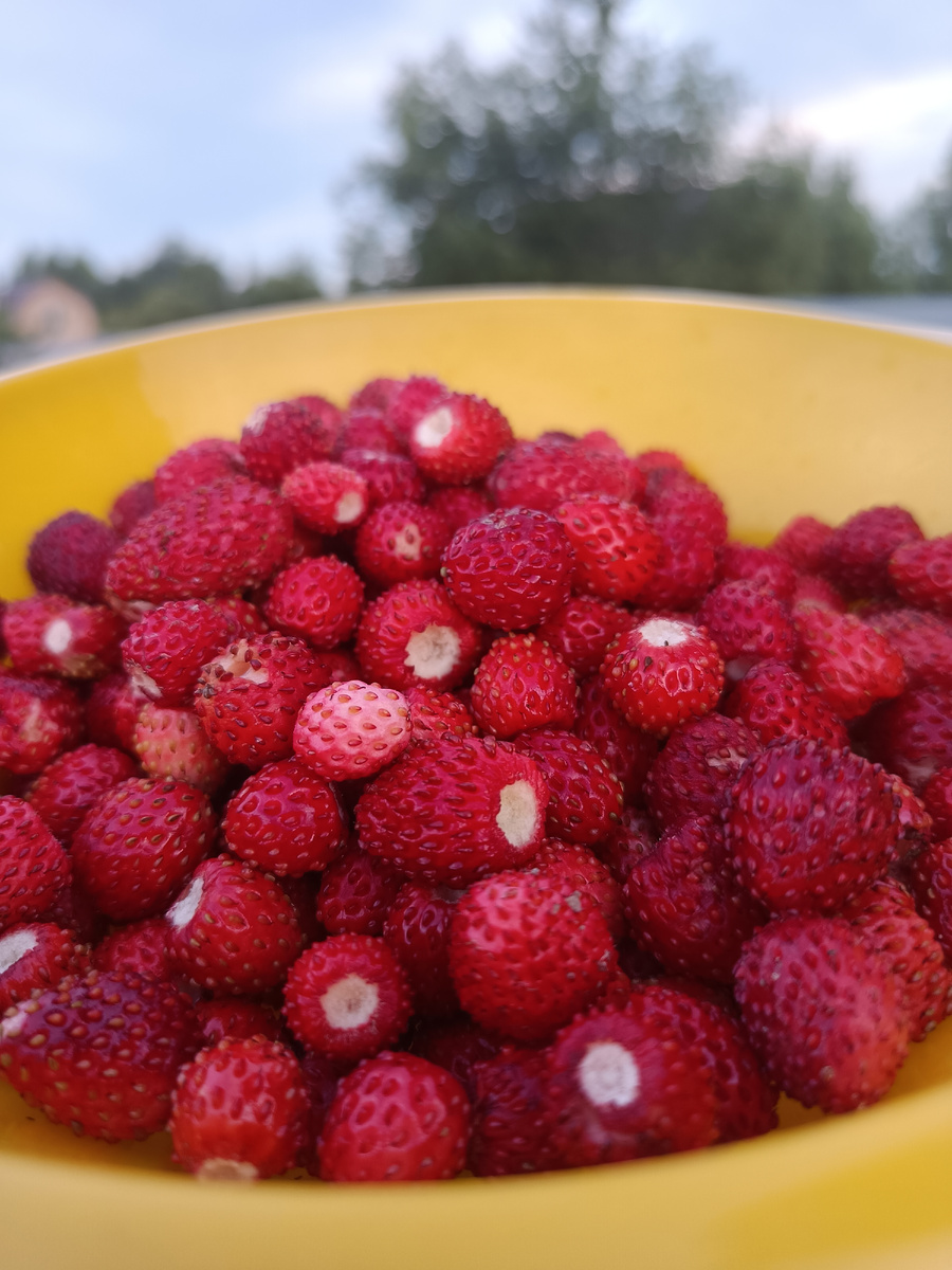 Земляника - ароматная и вкусная.