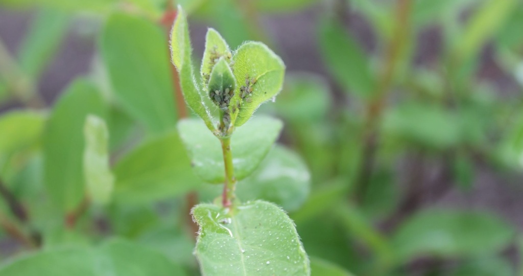Тля на жимолости — как спасти кустарник и не навредить