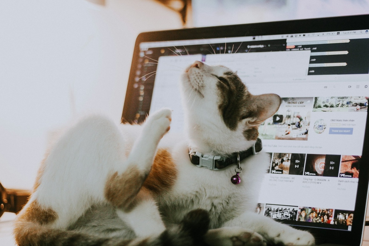     Странный фетиш: почему кошки так любят лежать на ноутбуках