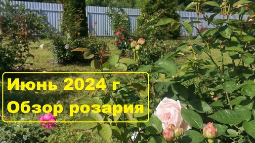 Мои розы. Июнь 2024 г.