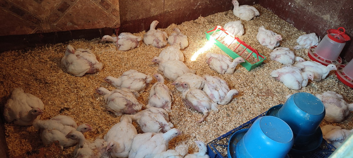 Им бы только ещё одну недельку продержаться, а там вроде как немного жара спадёт. 