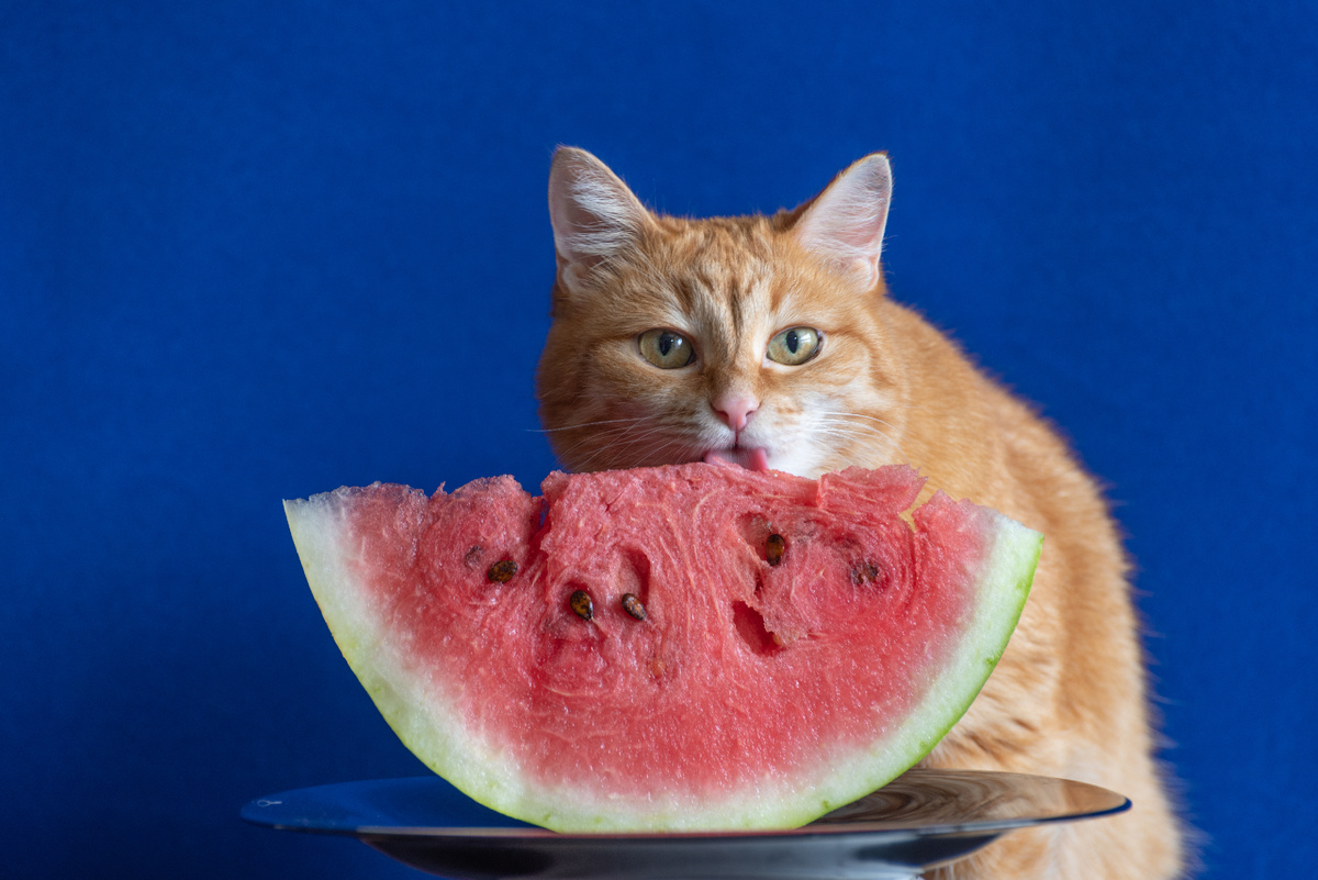 Риса равнодушна к арбузам. Всё дело в лакомстве, именно его она и слизывает