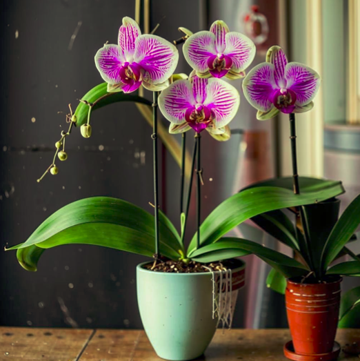 Почему орхидеи не цветут: возможные причины и решения