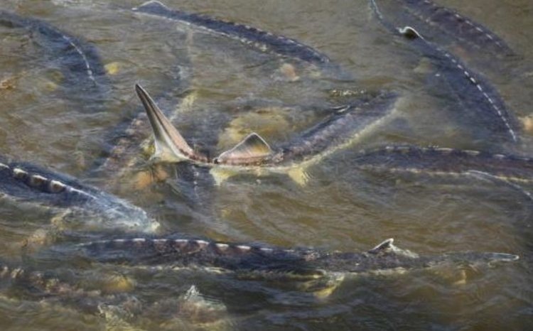    Астраханское осетроводство переживает период активного роста