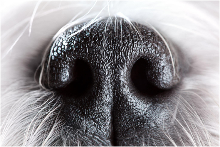 Сухой нос у собаки может вызвать тревогу у ее владельца. Многие считают, что сухой нос – это признак того, что собака болеет.