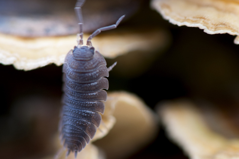 Сырость является благоприятной средой для размножения мокриц. Фото: Robin Loznak/Zuma/TASS