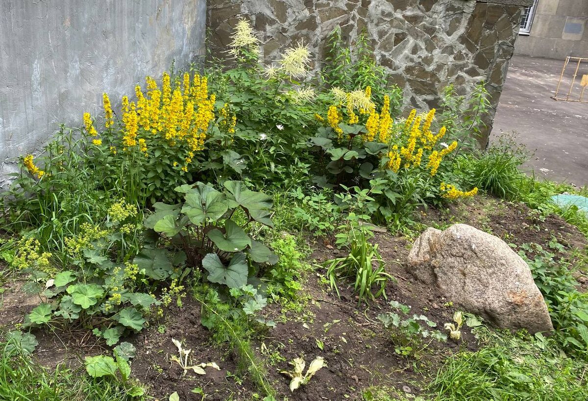 Общий вид на этот участок. Рассадила белые хосты по краю цветника