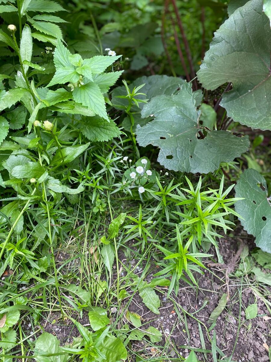 Хотела белое пятно тысячелистника Жемчужина, а получила плешивый кусок земли