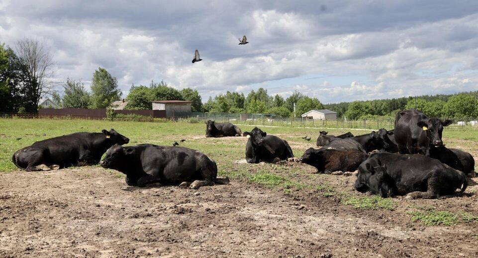     Пресс-служба администрации г. о. Солнечногорск