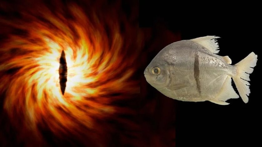 В крупнейшей реке на Земле был обнаружен новый вид рыб. В течение почти 200 лет он тайно маскировался под другой, почти идентичный вид.