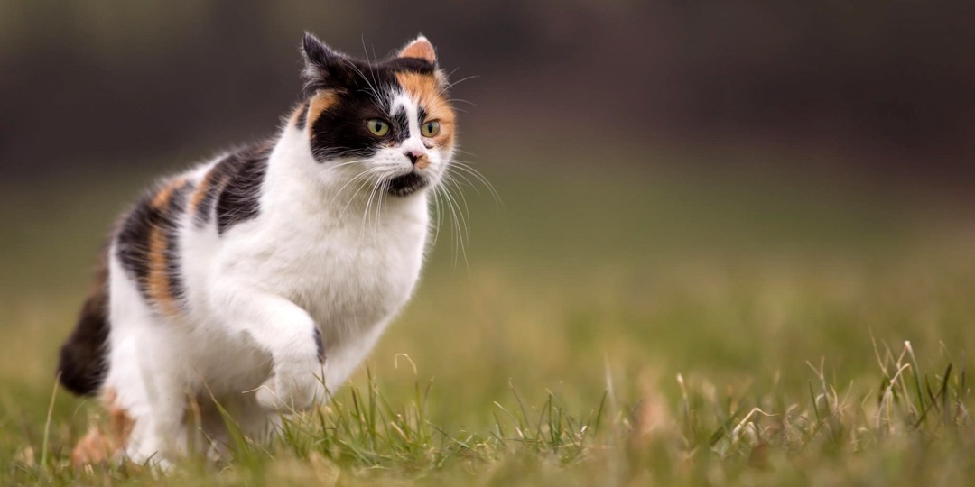 Факты о котах