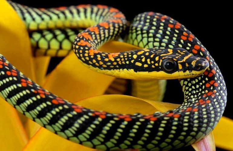 Змеи - интересные существа, встречающиеся практически повсеместно, кроме Антарктиды и некоторых изолированных островов. Они могут быть как совсем крошечными, меньше 10 см, так и настоящими гигантами длиной до 10 метров. Всего известно около 4038 различных видов этих рептилий, включая узкоротых змей - самых маленьких представителей своего вида.