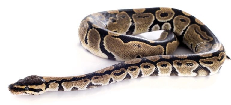 Королевский питон. Род Python, является одним из самых прекрасных и загадочных змей, обитающих в Западной и Центральной Африке. Эти великолепные создания достигают в длину от 1 до 1,5 метров и известны своим долголетием – они могут прожить до 30-40 лет.