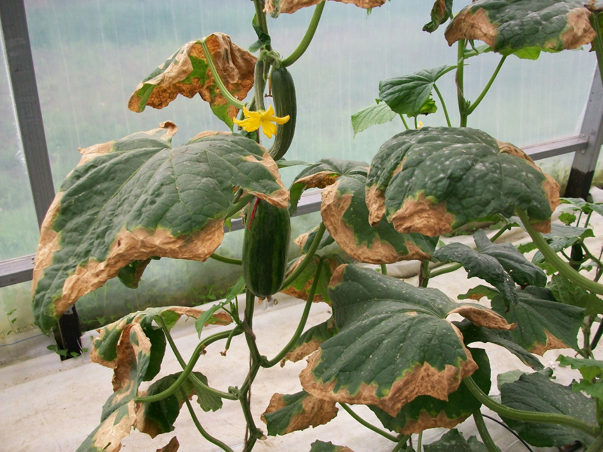 Ложная мучнистая роса огурца, фото ГК "Гавриш"