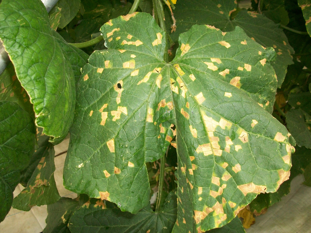Лист огурца, пораженный пероноспорозом (фото ГК "Гавриш")
