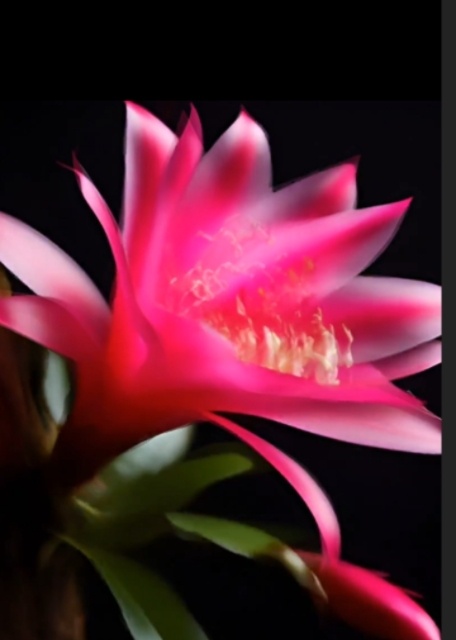 Декабрист (Шлюмбергера). Сгенерировано в Шедеврум.