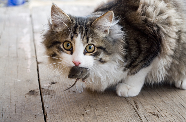Кошки – облигатные хищники,  одно из наиболее популярных домашних животных. Согласно научной систематики кошка относится к семейству кошачьих, отряду хищных.