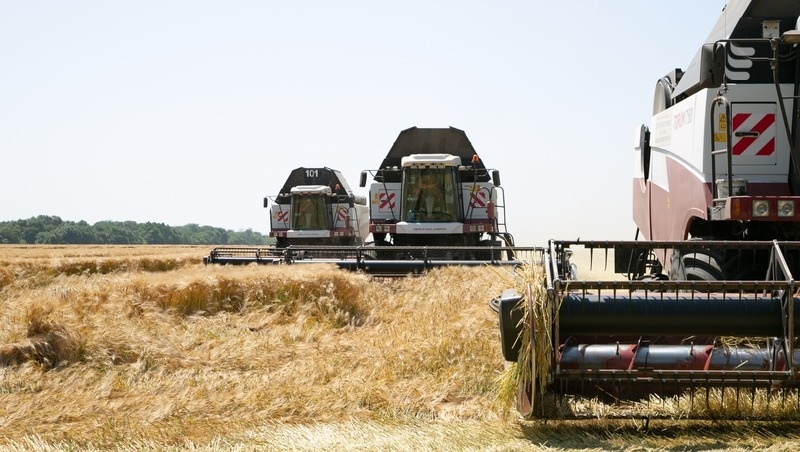    Средняя урожайность озимого ячменя в Новоалександровском округе выше прошлогодней Фото: Валерия Алтухова / / ИА «Победа26»