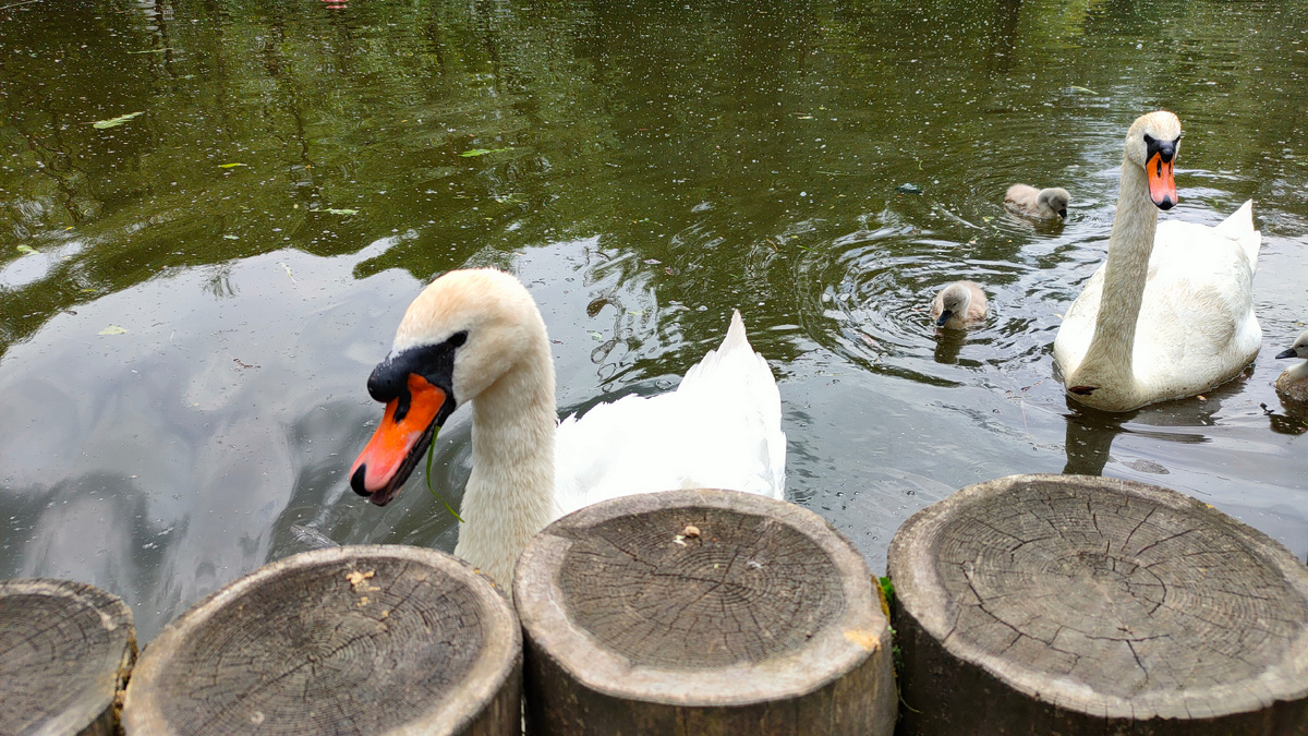 фото автора. Пруд рядом с Ботаническим садом.