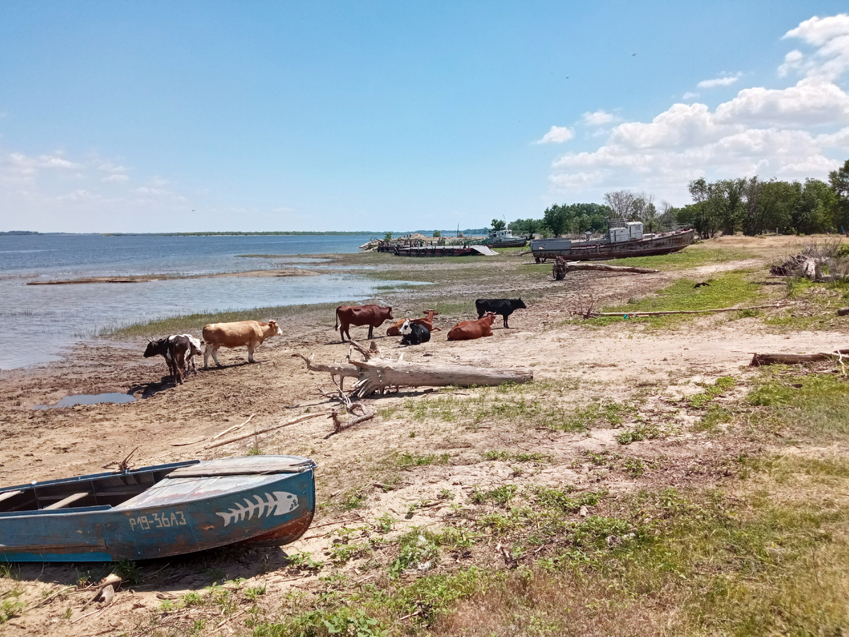 Паслись коровы, роились мошки, пассажиры спускались на берег