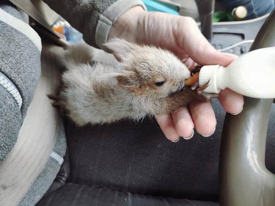    На счету сотрудников "Инстинкта" - сотни спасенных жизней. Фото: тг-канал Центра охраны дикой природы.