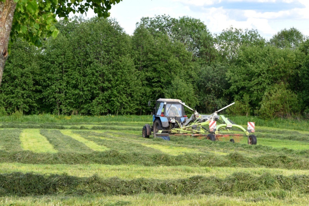 На одну корову в Тверской области планируют заготовить не менее 21 центнера кормов