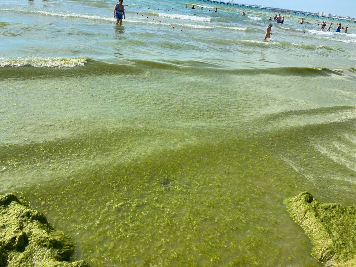 Какое море сейчас в анапе по чистоте. Цветение моря Витязево Анапа. Камка в Анапе. Камка в Витязево. Водоросли в Витязево 2022.