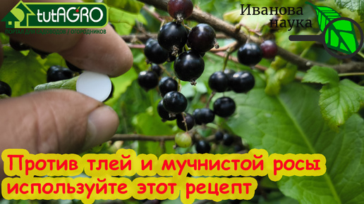 МОЖНО ПРЯМО ПО ЯГОДАМ и ПЛОДАМ! Аспирин + сода + нашатырный спирт против мучнистой росы и тлей.