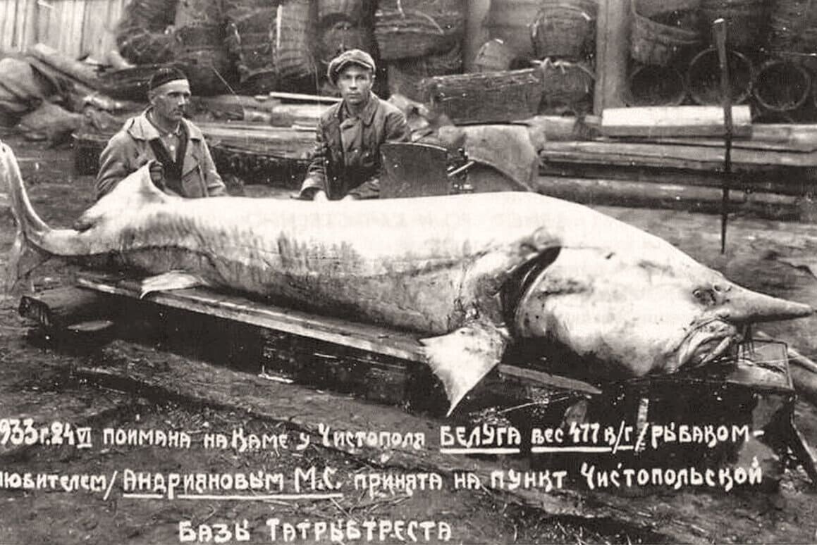 Белуга, 1933 г.