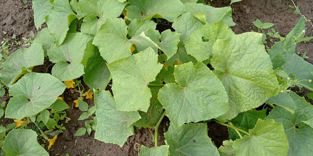 Поливаю огурцы раз в неделю этим раствором от мучнистой росы