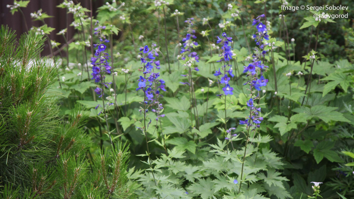 Живокость высокая (Delphinium elatum).