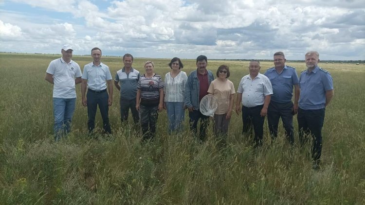    В тесном сотрудничестве борьба с саранчовыми в приграничье Оренбуржья и Казахстана более эффективна