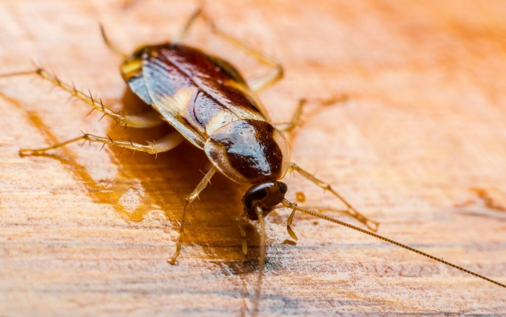 Когда мой приятель впервые увидел таракана в своей квартире, он подумал: «Сейчас прихлопну тапком и дело с концом?».-2