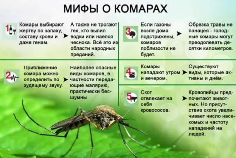 Избавиться от комаров на участке фото 26