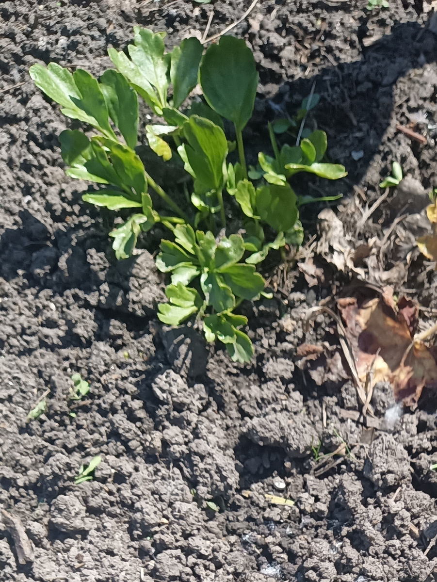 Пока новые только вылезли, этот уже нарастил листья. 30 мая