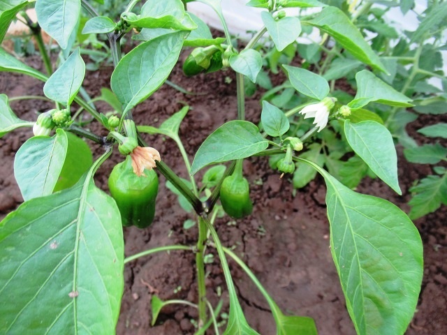 Чтобы перец в теплице завязал много плодов, чем подкормить в июне