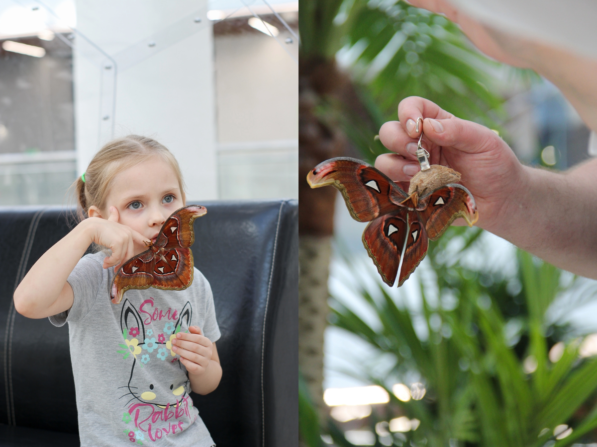 Прекрасные снимки посетителей Парка бабочек Paradise