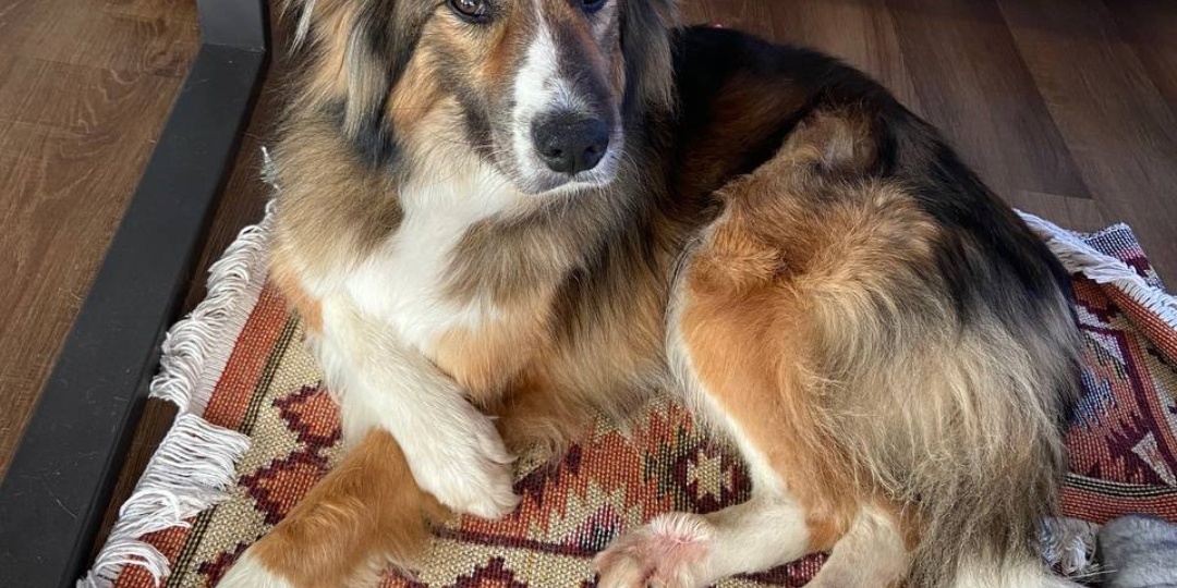 Привет из дома от Макара! 🏡🐶❤️