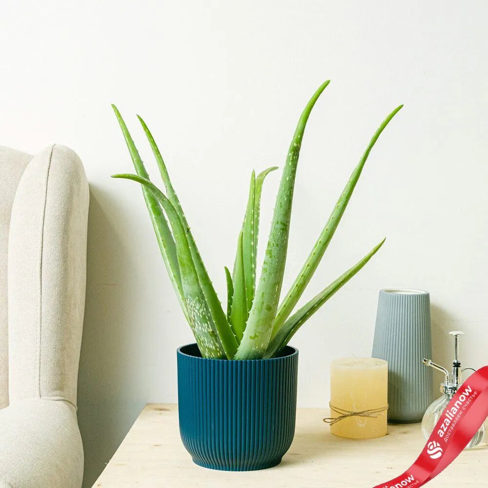   Алоэ Барбаденсис Миллер от AzaliaNow