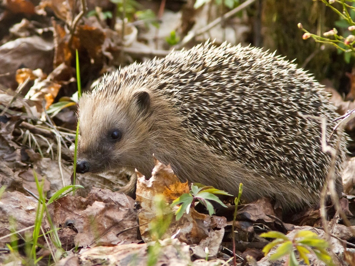 Еж обыкновенный. Фото: pixabay.com
