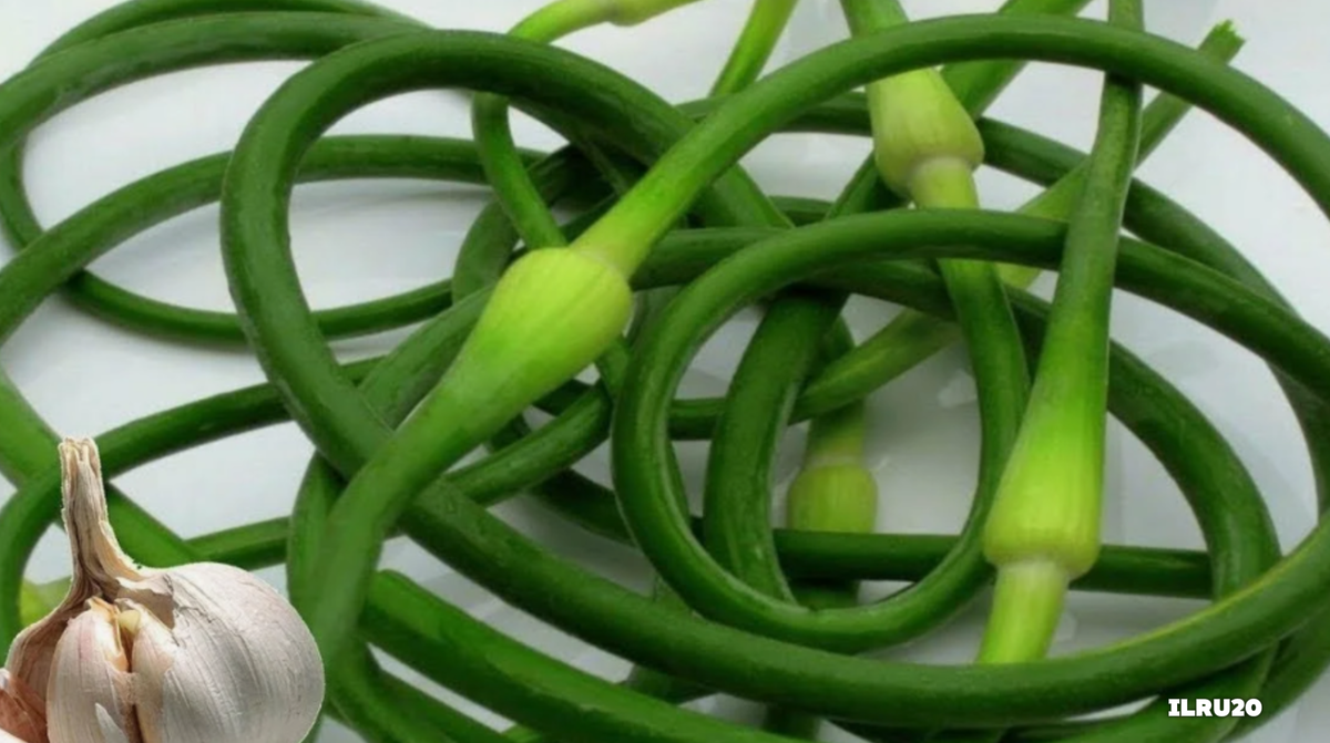 чесночные стрелки рецепты