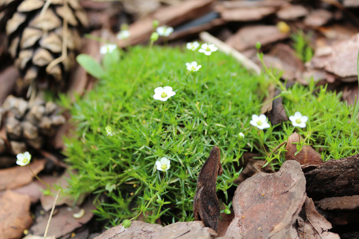 Фото с моего реализованного объекта. Посадили мшанку на 3 недели назад, ожила, начала цвести и расползаться.
