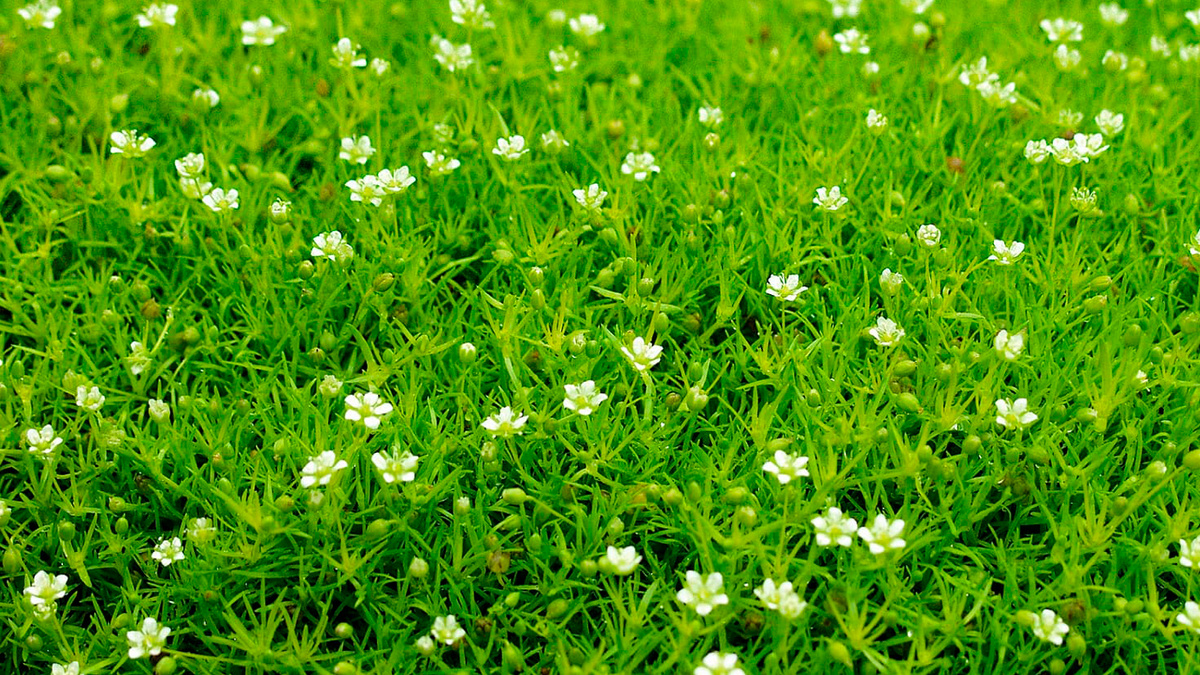 Фото взяты из интернета для демонстрации растений в массе.