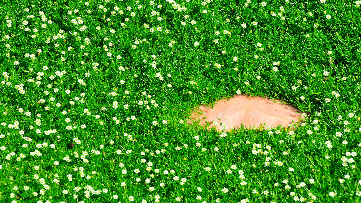 Фото взяты из интернета для демонстрации растений в массе.