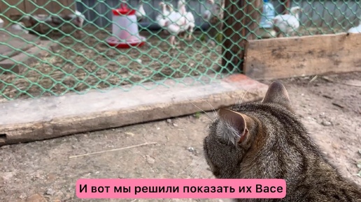 Василий и цыплята😻🐥