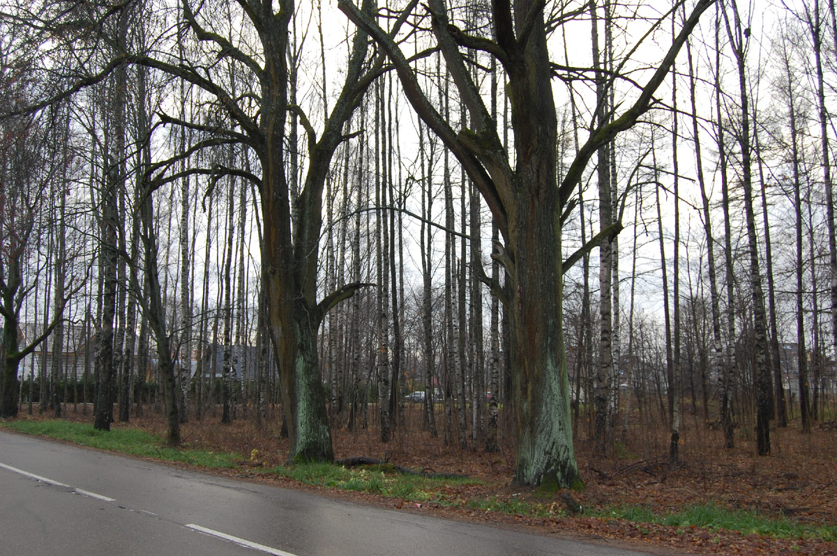 Стволы у деревьев выглядят необычно