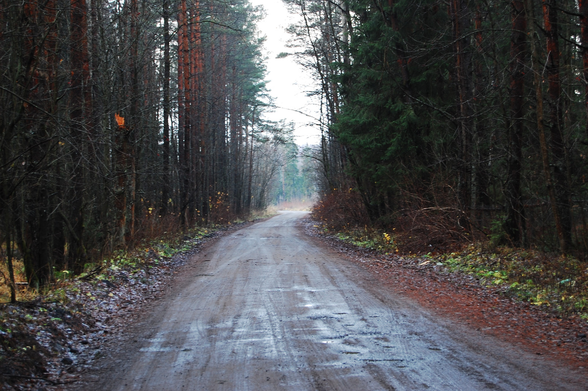 Сосонвый лес, а воздух какой
