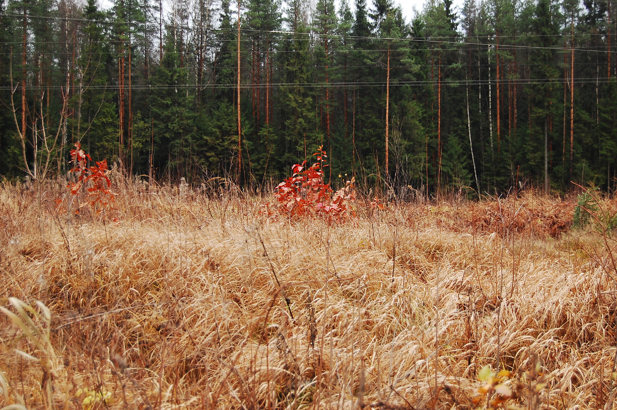 поздняя осень
