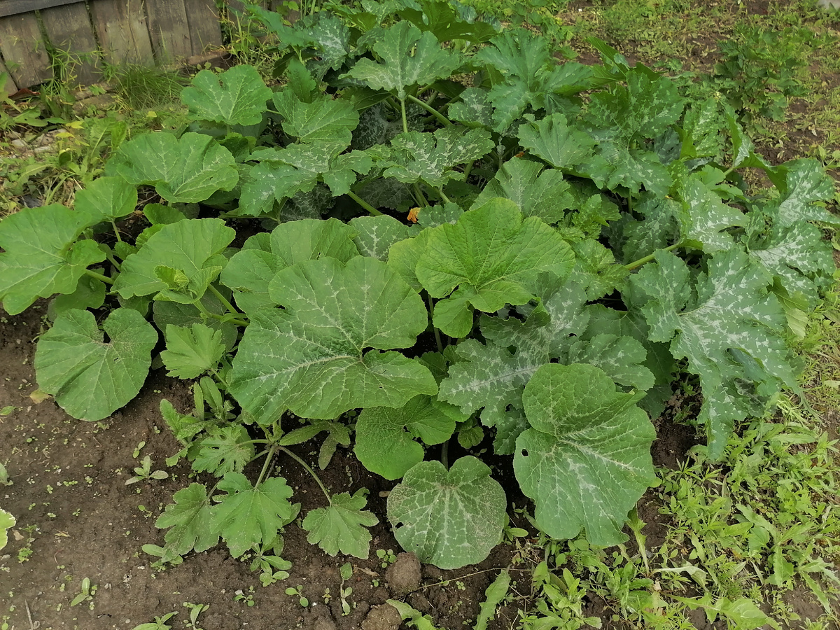 Кабачки и тыквы активно растут