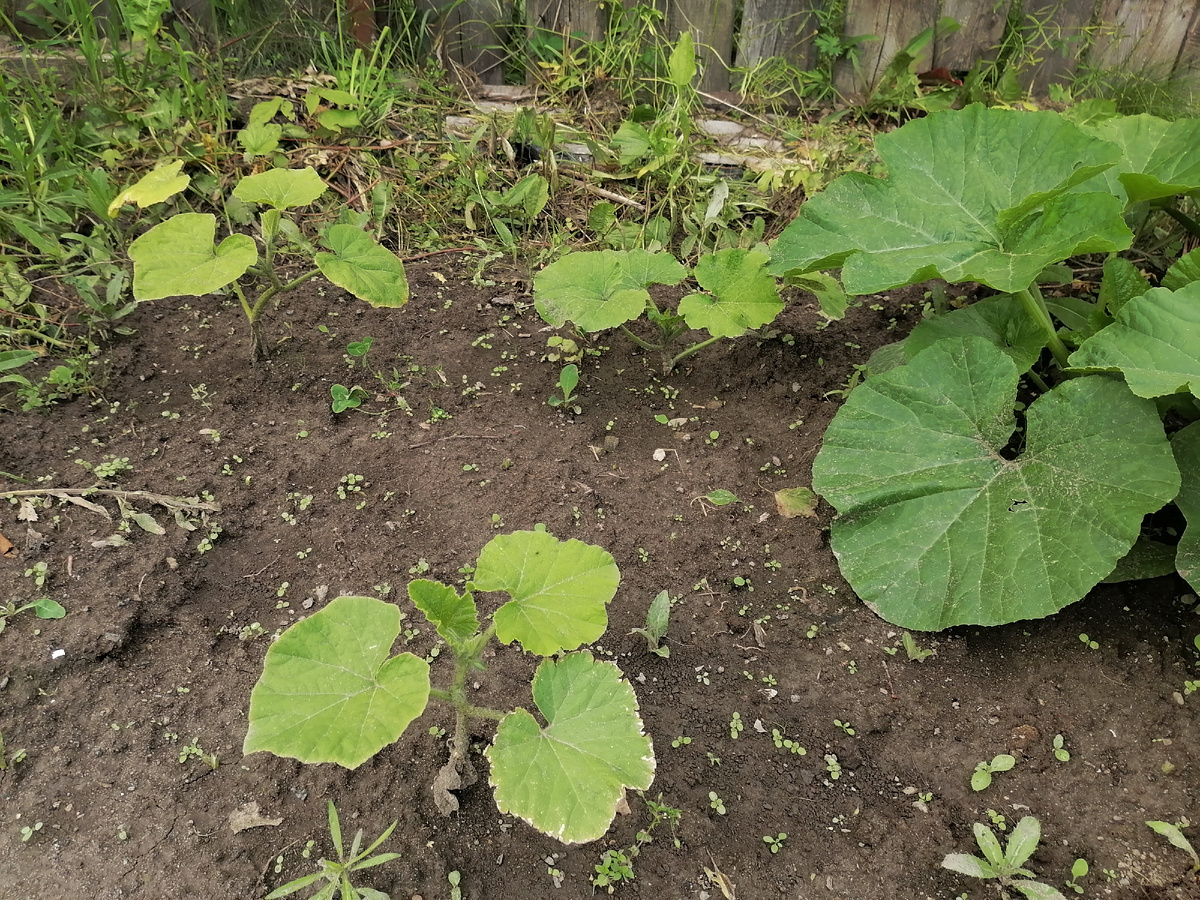 Эти тыквы я посадила позднее, поэтому они такие маленькие, по сравнению с остальными.